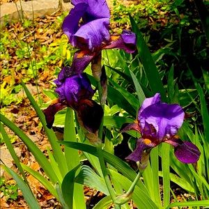 Meet your Posher, Steph